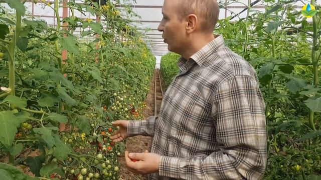 Черри Стар F1 - превосходный вкус и аромат черри.