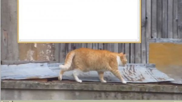 How to view videos Frame by Frame (QuickTime Player)