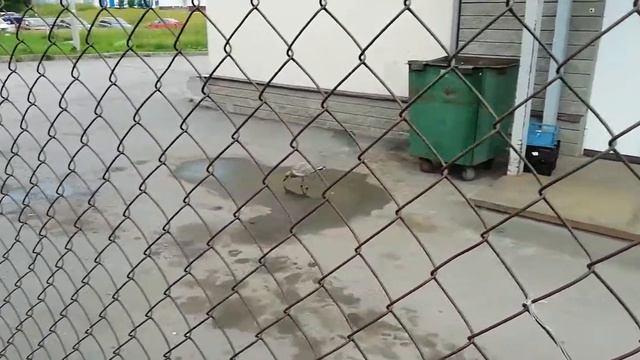 Забавные Пушистики