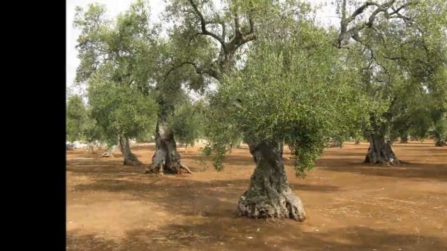 Как выбрать оливковое масло итальянское olio extra vergine di oliva олія оливкова італійська смотреть онлайн