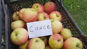 Яблони осенние сорт Сансе (apple Sansa) и Орловский Пионер. Обзор и дегустация плодов.