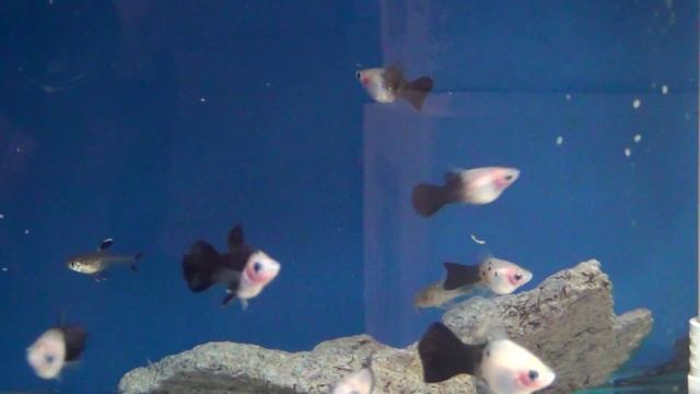 PANDA PLATY смотреть онлайн