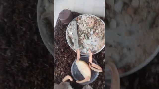 Инкубатор Бананового Сверчка смотреть онлайн