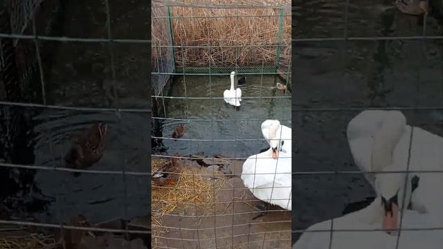 ЗАВОРАЖИВАЮЩЕ КРАСИВЫЕ ЛЕБЕДИ смотреть онлайн