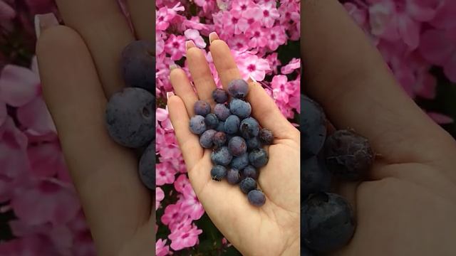 Начали плодоносить молодые кустики ГОЛУБИКИ смотреть онлайн