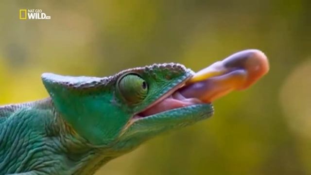 Кто такие пресмыкающиеся?  Разнообразие пресмыкающихся