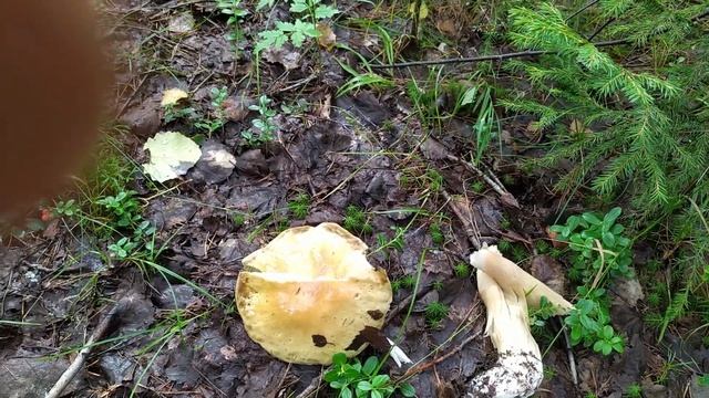 В поисках грибов смотреть онлайн