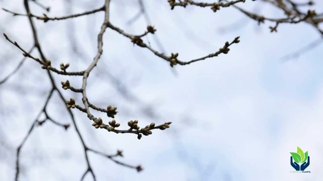 Alnus Glutinosa (aliso Común O Alno): Tipos, Características...
