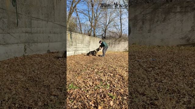 German shepherd dog. Немецкая овчарка зонарного окраса.Дрессировка. #germanshepherd #немецкаяовчарк смотреть онлайн