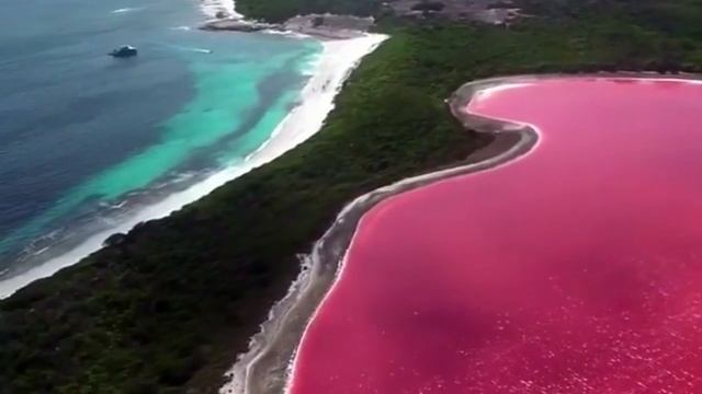 Lake Hiller Ll Pink Lake  Ll Amazing Places In The World