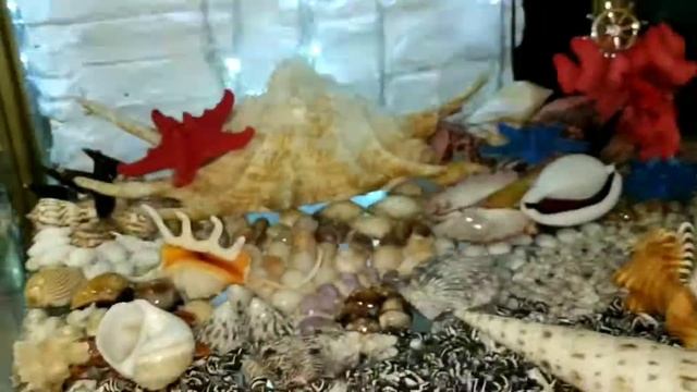 Редкие ракушки и не только