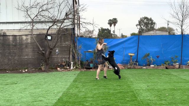Extra Dog Dancing Videós Verseny - Roni Sagi Rhythm Freestyle 3