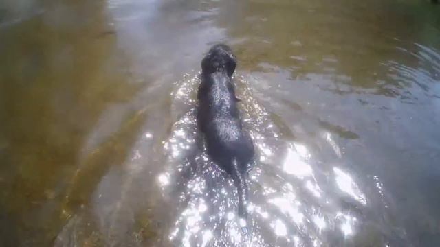 Ты неси меня река//Спасаемся от жары смотреть онлайн