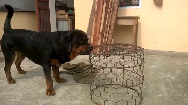 Rottweiler Fight The Basket