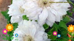 Клематис гибридный Матка Седлиска. Краткий обзор, описание характеристик clematis Matka Siedliska