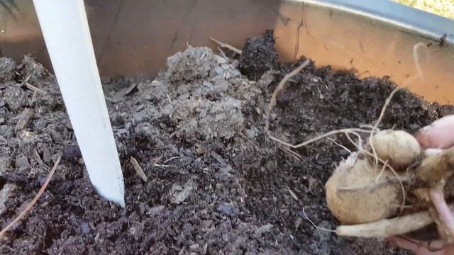 Planting Dahlias??Container Gardening??Gardening With Susie TLC