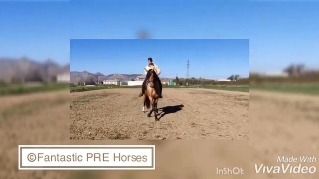 SPIRIT - ANDALUSIAN HORSE FOR SALE смотреть онлайн