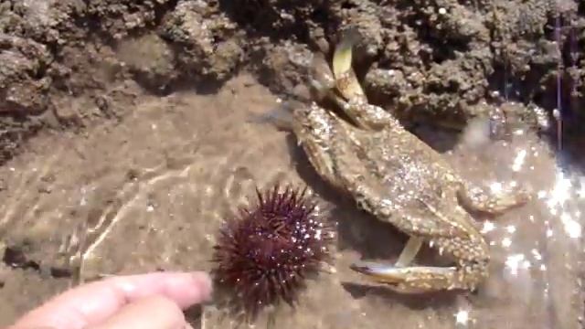 ЛОВЛЯ ГОЛУБОГО КРАБА-ПЛАВУНЦА-2 (Красное море) смотреть онлайн