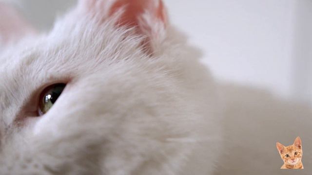 7 Things Your Cat Is Obsessed With смотреть онлайн