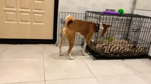 Вот это ВЫДЕРЖКА у БАСЕНДЖИ