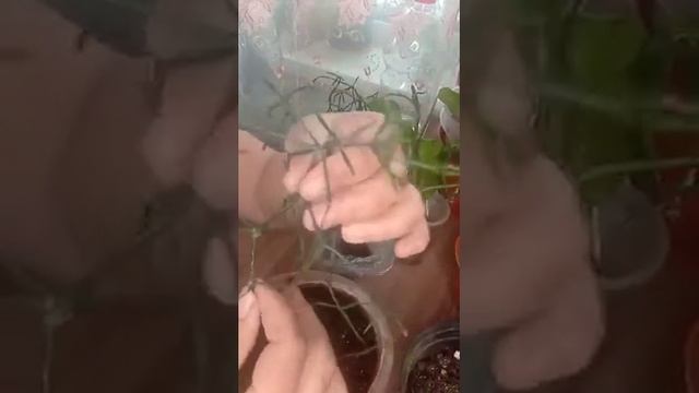 Хатиора не обычный домашний цветок. Не все знают, что он цветет.