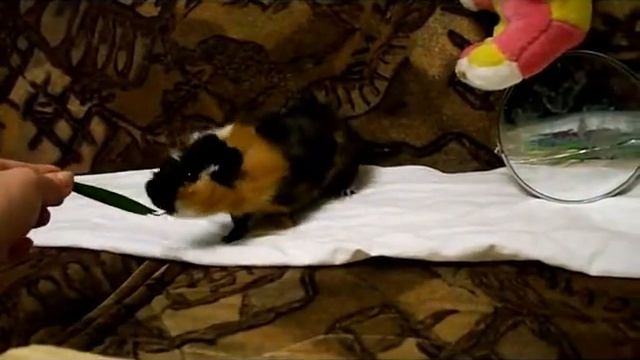 Чарли морская свинка смотреть онлайн