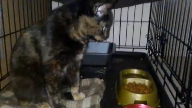 муркоша Пейдж Чип 27453 смотреть онлайн