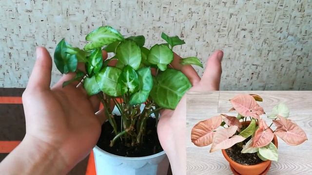 Сингониум.Кардинальная обрезка и 100% результат смотреть онлайн