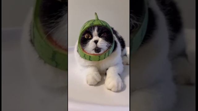 #memes #animals #funnyanimals #мемы #животные  Funny Animals || Смешные животные