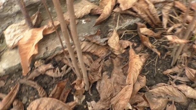 Азимина сеянцы подвои 21 смотреть онлайн