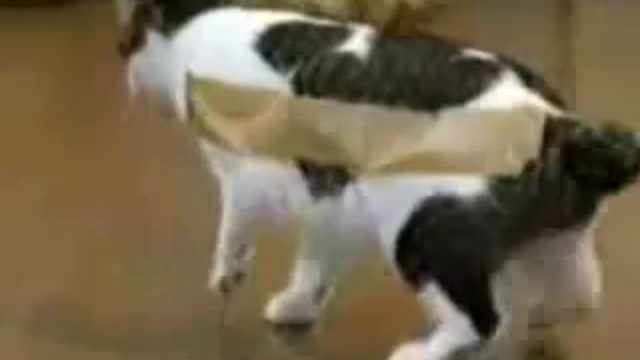 Что будет если наклеить скотч на кота..