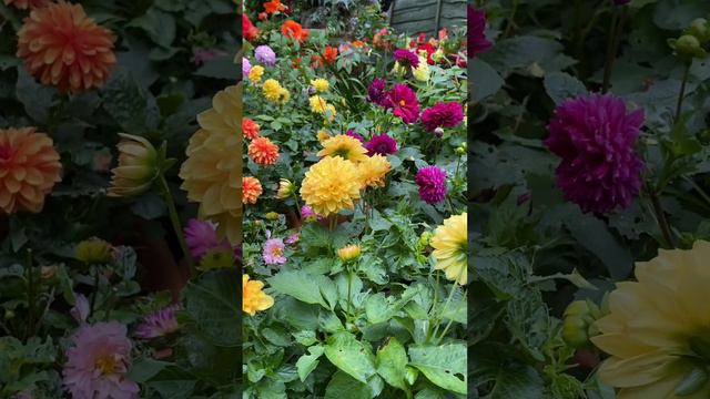 Growing Dahlias in Pots and Containers . My Garden in London 🇬🇧 смотреть онлайн