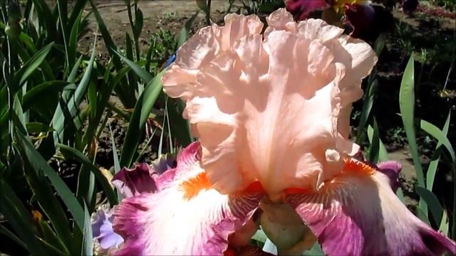 Кам Эвей Виз Ми высокий ирис смотреть онлайн