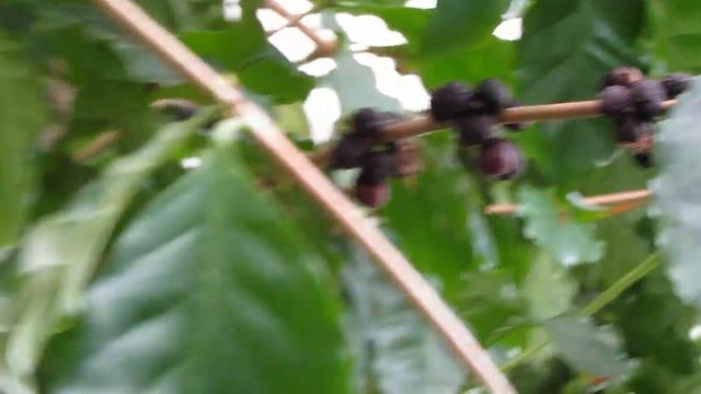 Кофе Арабика/coffea arabica/Кофейное дерево смотреть онлайн
