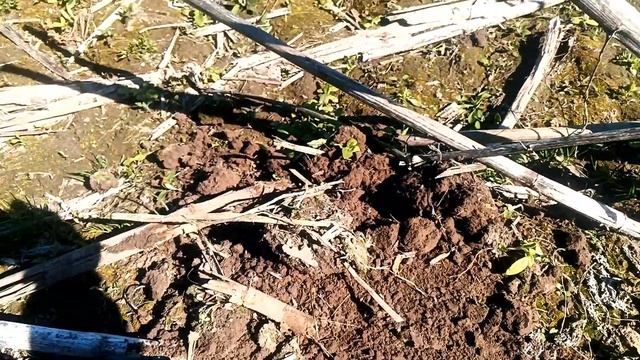 Открытие сезона 2023 с металлоискателями Фортуна Л и Фортуна М3. смотреть онлайн