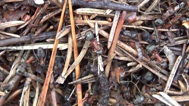 В весеннем лесу. Сегодня 22.04.2024. смотреть онлайн