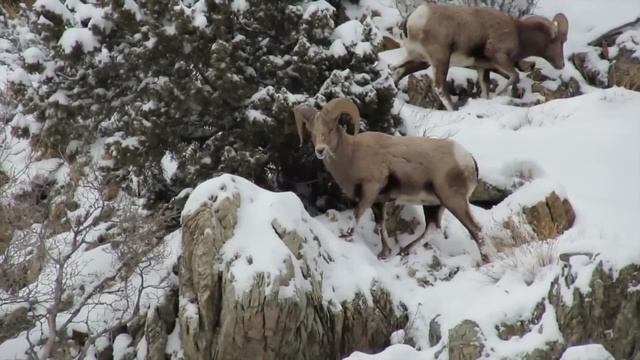 Вот Почему Горные Козы Плюют На Законы Гравитации... смотреть онлайн