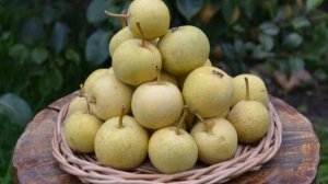 Сорт груши  - Талица