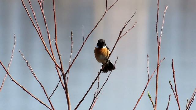 609. Bramborníček černohlavý, European Stonechat, Черноголовый чекан, Kląskawka zwyczajna смотреть онлайн