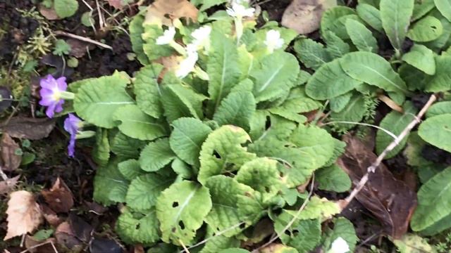 Primevère 'Primula' C'est l'hiver elle est là смотреть онлайн