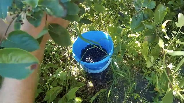 Как правильно собирать черноплодку смотреть онлайн