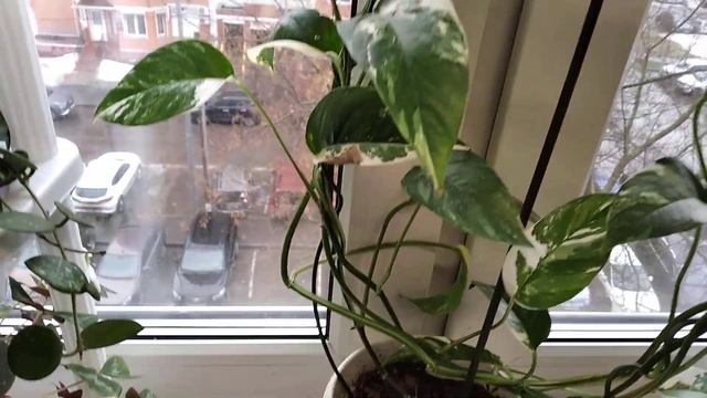 Эпипремнум пиннатум Вайт Марбл