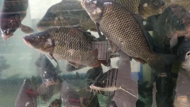 ТЦ «Orange Plaza». Eko Market. ЖИВАЯ РЫБА (Fish. Varash. Ukraine)