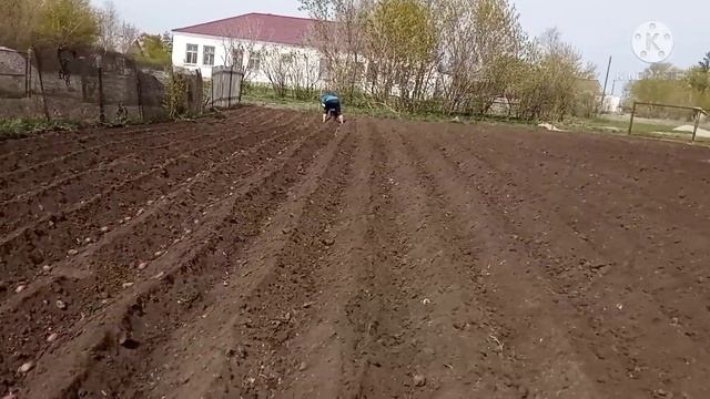 Посадка картофеля под двойной окучник. Как мы садим картофель мотоблоком. смотреть онлайн