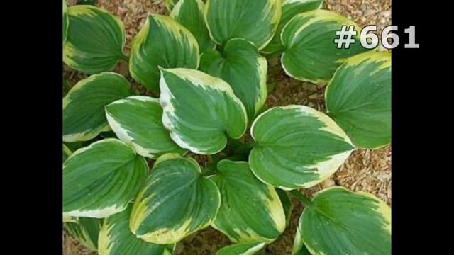 #661. Ирисы - очень красивые цветы смотреть онлайн