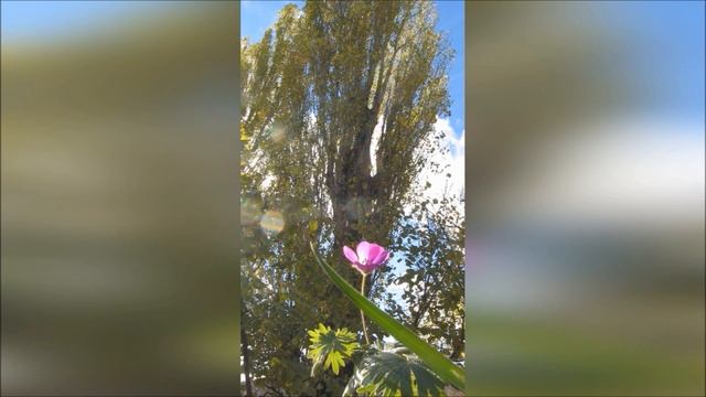 Цветение осени. смотреть онлайн