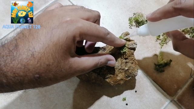 Monte Carlo planting Guide | How to Attach monte carlo on Rock? | Micranthemum | #Montecarloplant смотреть онлайн