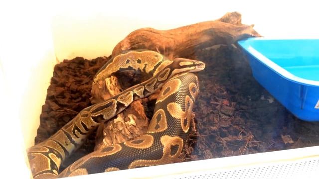 Королевский Питон смотреть онлайн