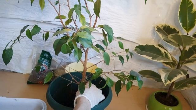? Фикус Бенджамина// ?Пересадка Фикуса// ? Опали листья у Фикуса, что делать???