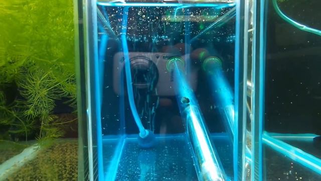 Хороший выклев личинки Данио смотреть онлайн
